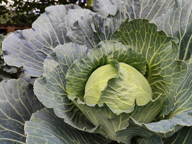 Hvidkål antiinflammatorisk