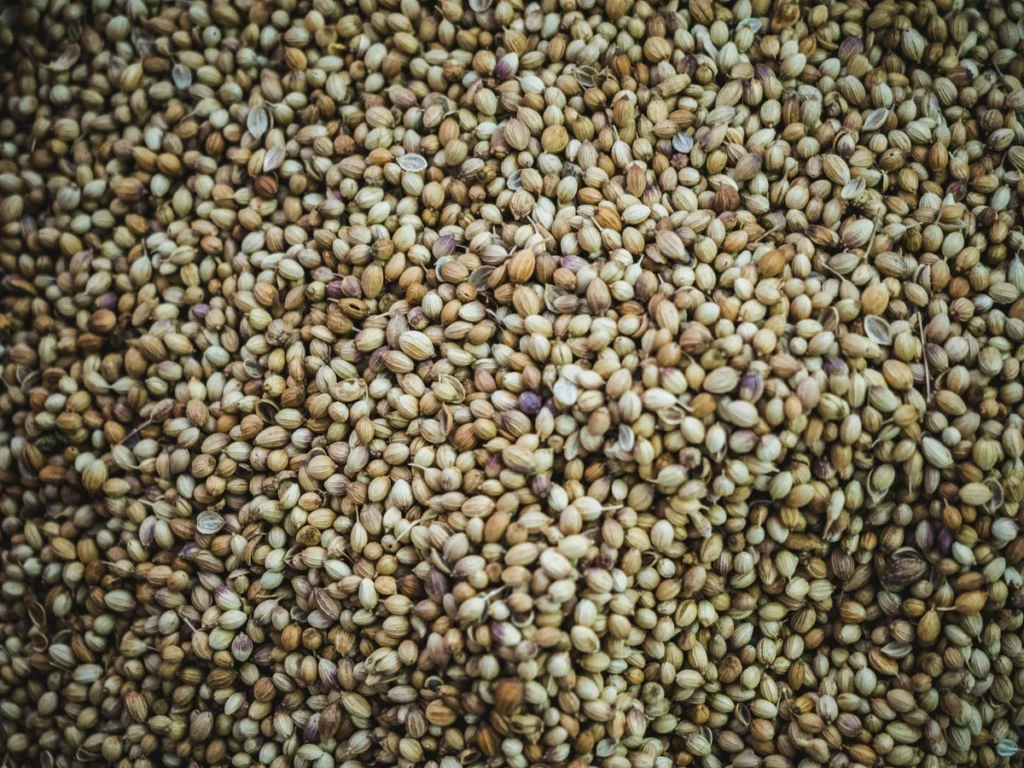 afskallede-hampefroe-antiinflammatorisk-superfood Små lyse afskallede økologiske hampefrø