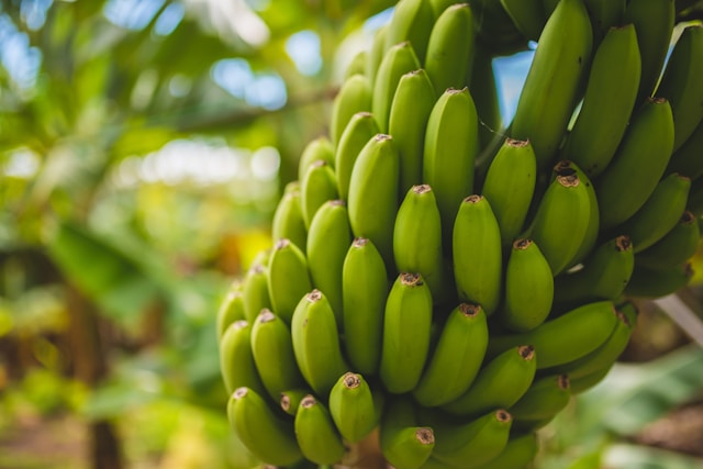 Friske grønne bananer, rige på kalium, B6-vitamin og resistent stivelse der ernærer de gode tarmbakterier